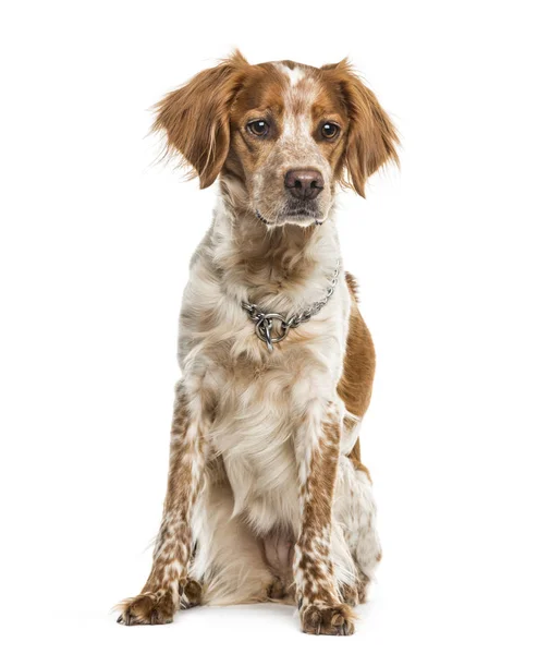 白い背景に 座っているブルターニュ犬 — ストック写真