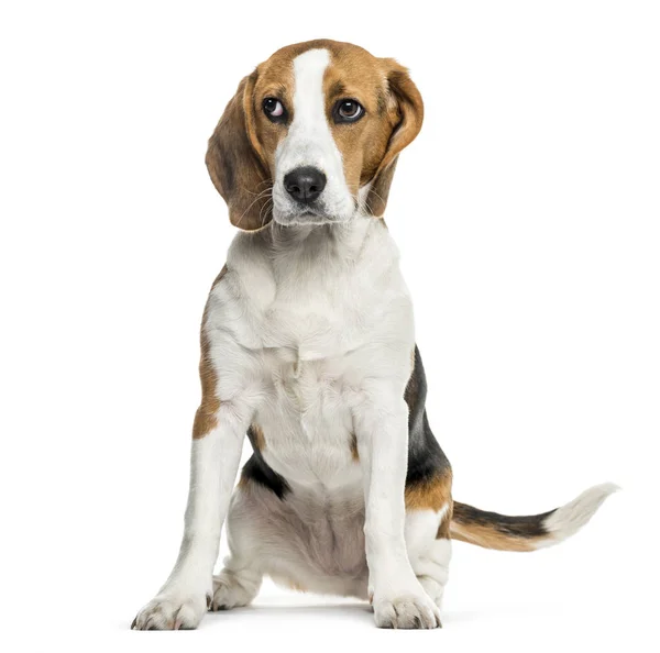 Beagle Hund Sitzt Vor Weißem Hintergrund — Stockfoto