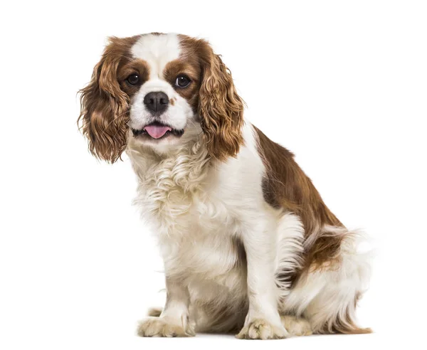 Cavalier King Charles Spaniel, 19 months old, sitting against white background — Stock Image Cavalier King Charles Spaniel Months Old Sitting White Background Stock Image