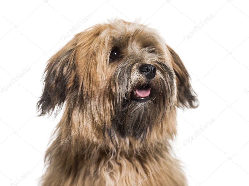 Havanese dog, 8 months old, close up against white background