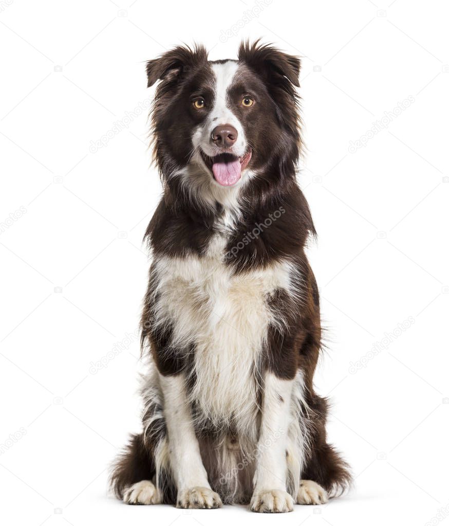 Border Collie dog, 2 years old, sitting against white background