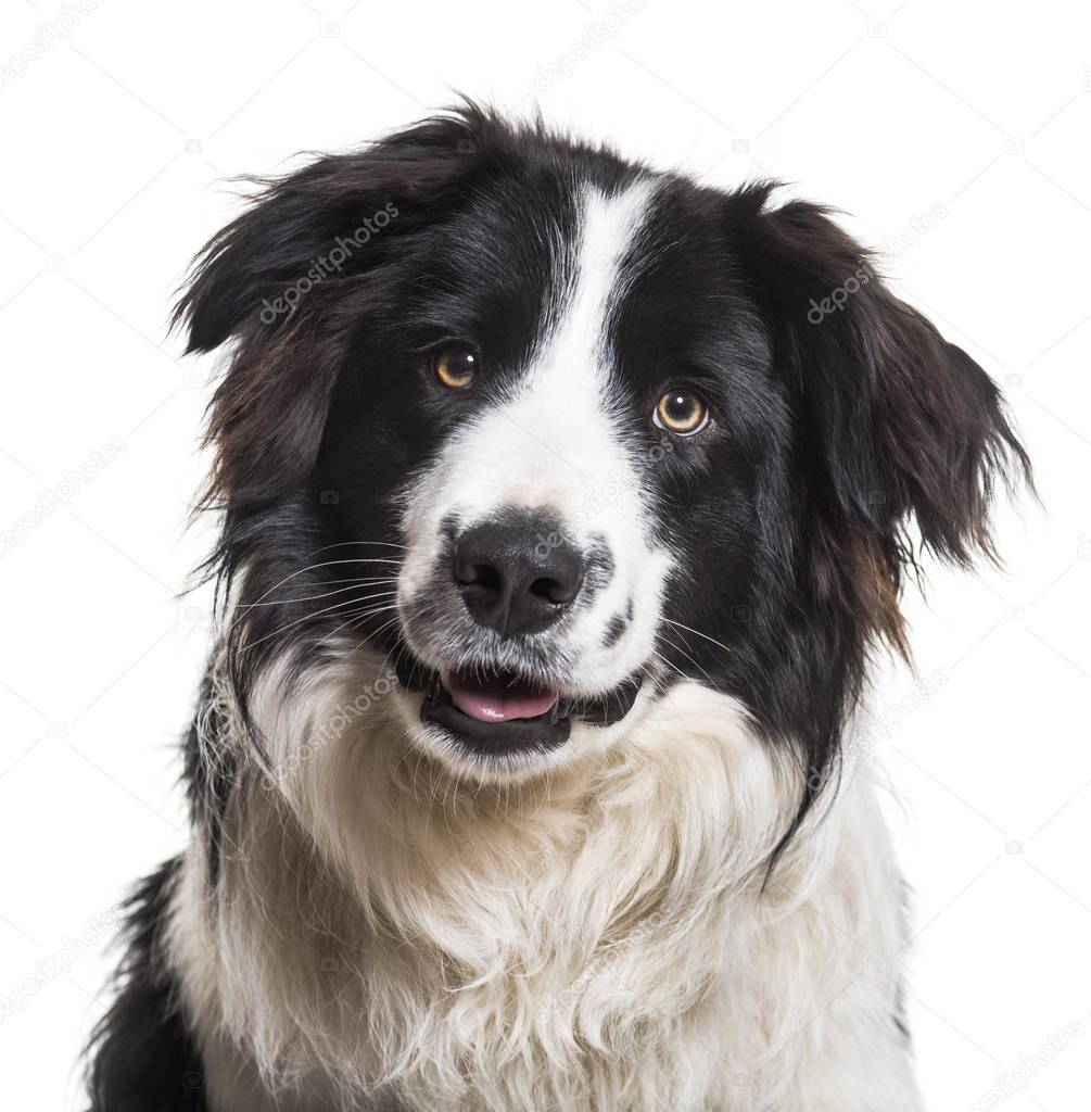 Border Collie dog, 9 months old, close up against white background