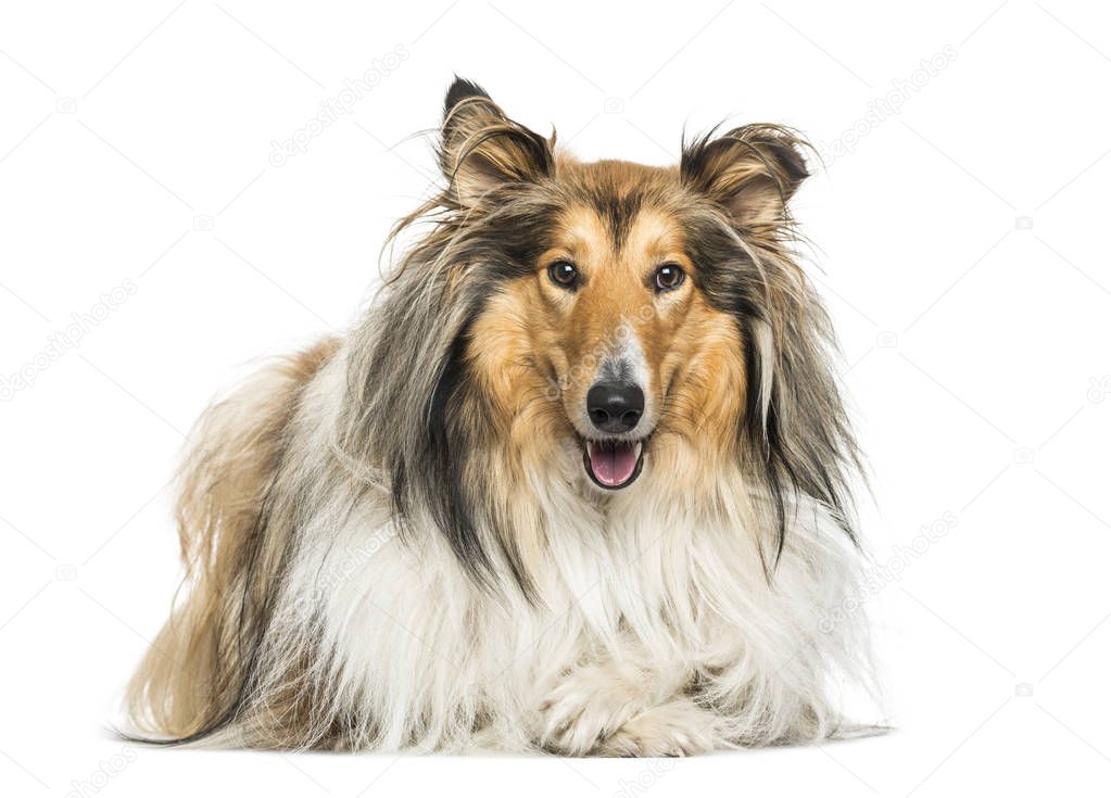 Rough Collie dog lying against white background