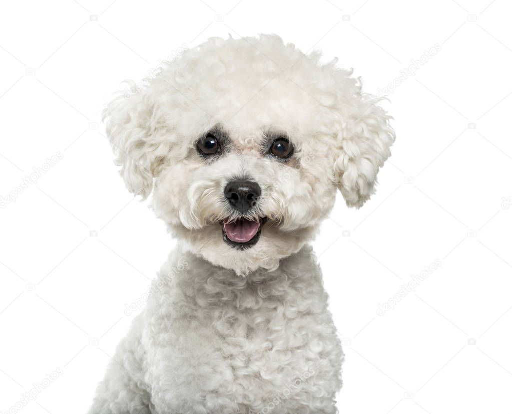 Bichon Frise dog in portrait against white background