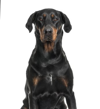 Kamera beyaz arka plan bakarak karışık-breed köpek