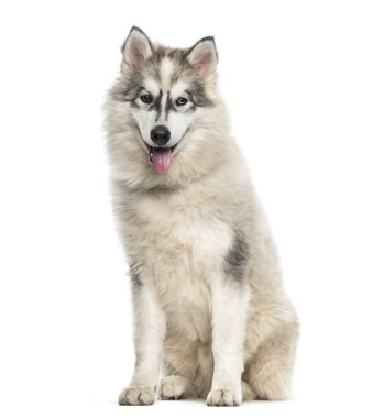 Beyaz arka plan üzerinde oturan genç Alaskan Malamute köpek