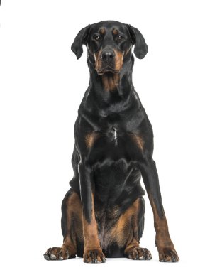 Beyaz arka plan üzerinde oturan karışık-breed köpek