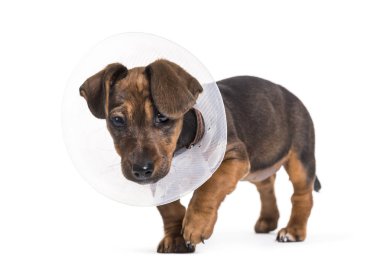 Dachshund köpek, 2 ay yaşlı, beyaz arka planı ayakta