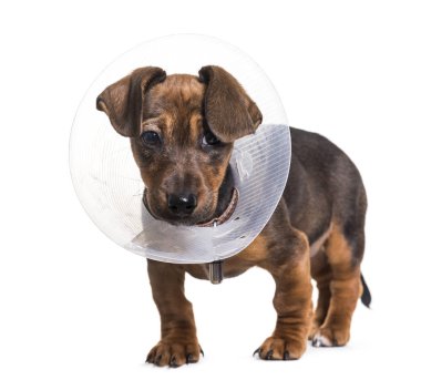 Dachshund köpek, 2 ay yaşlı, beyaz arka planı ayakta