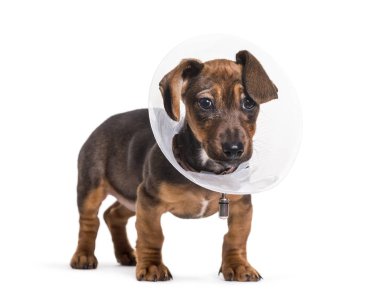 Dachshund köpek, 2 ay yaşlı, beyaz arka planı ayakta