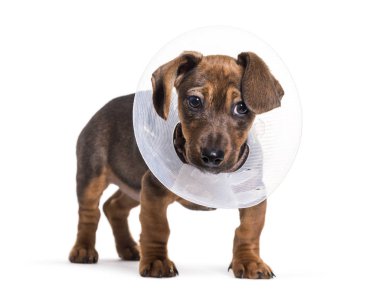 Dachshund köpek, 2 ay yaşlı, beyaz arka planı ayakta