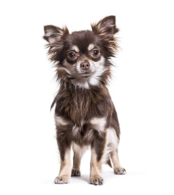 Chihuahua köpek, 1 yaşında, beyaz arka planı ayakta