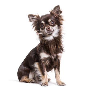 Chihuahua köpek, 1 yaşında, beyaz arka planı ayakta