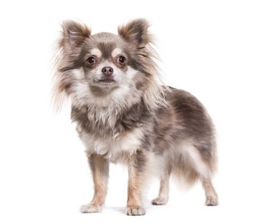 Chihuahua köpek, 2 yıl yaşlı, beyaz arka planı ayakta