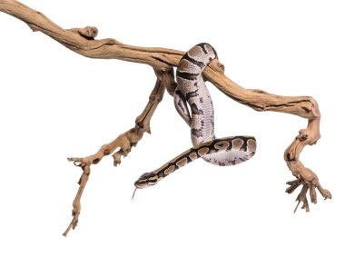 Python regius, beyaz arka plan