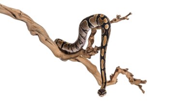 Python regius, beyaz arka plan