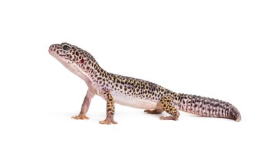 leopar gecko, beyaz arka plan eublepharis macularius