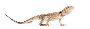 leopar gecko, beyaz arka plan eublepharis macularius
