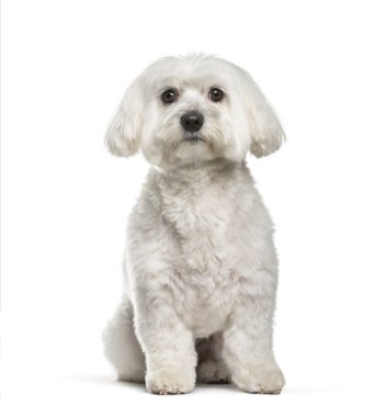 Malta köpek, 2 yıl yaşlı, beyaz arka planı oturan