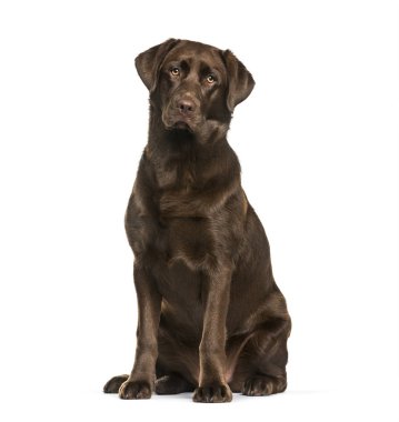 Labrador Retriever köpek, 8 ay yaşlı, beyaz arka planı oturan