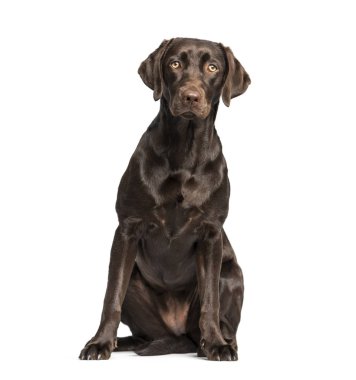 Labrador Retriever köpek, 8 ay yaşlı, beyaz arka planı oturan