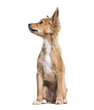 Karışık-breed köpek yavrusu, 15 hafta yaşlı, beyaz arka planı oturan