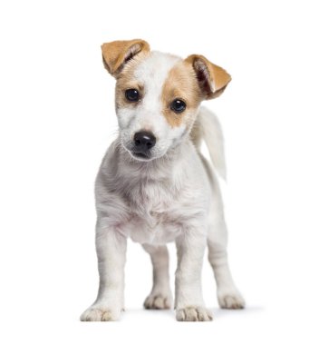 Jack Russell köpek yavrusu, 3 ay yaşlı, beyaz arka planı ayakta