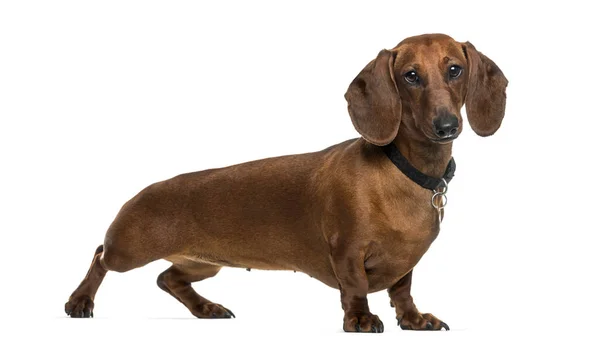 Cane Bassotto Piedi Contro Sfondo Bianco — Foto Stock