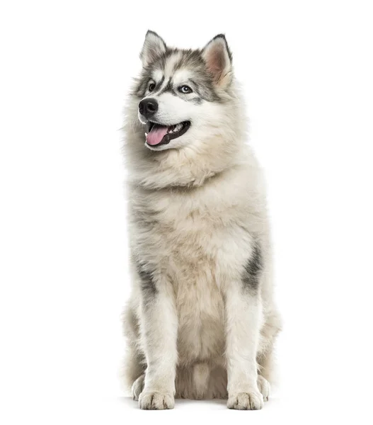 Jovem Cão Malamute Alasca Olhando Para Cima Contra Fundo Branco — Fotografia de Stock