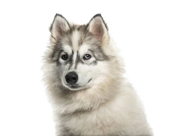 Young Alaskan Malamute Dog One Blue Eye White Background — Stock Photo, Image