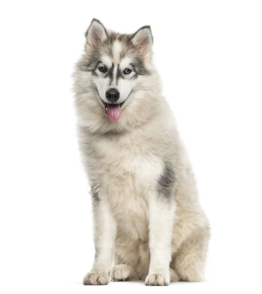 Jovem Cão Malamute Alasca Sentado Contra Fundo Branco — Fotografia de Stock