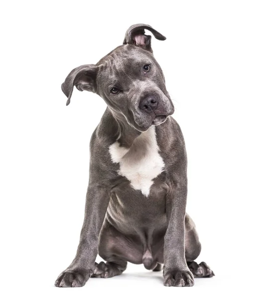 American Staffordshire Terrier Filhote Cachorro Meses Sentado Contra Fundo Branco — Fotografia de Stock