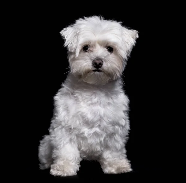Maltese Dog Years Old Sitting White Background — Stock Photo, Image