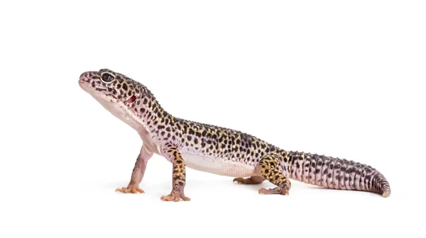 Leopar Gecko Beyaz Arka Plan Eublepharis Macularius — Stok fotoğraf