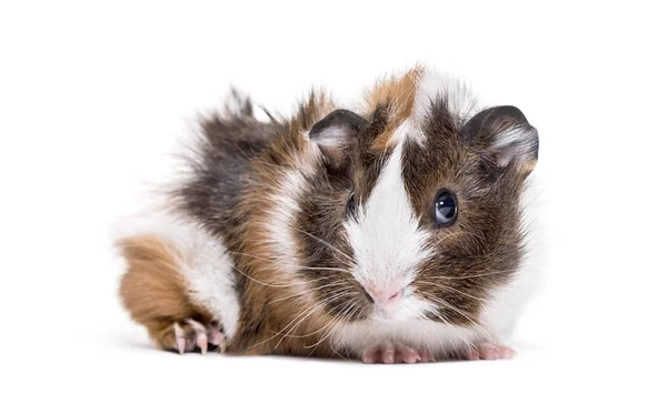 Guinea Pig White Background — Stock Photo, Image