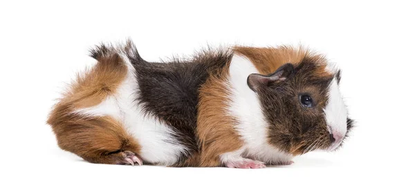 Guinea Pig White Background — Stock Photo, Image