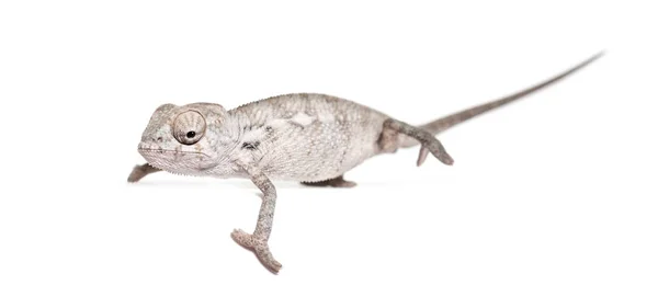 Young Veiled Chameleon Chamaeleo Calyptratus Standing White Background — Stock Photo, Image