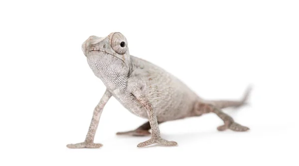 Jeune Caméléon Voilé Chamaeleo Calyptratus Sur Fond Blanc — Photo