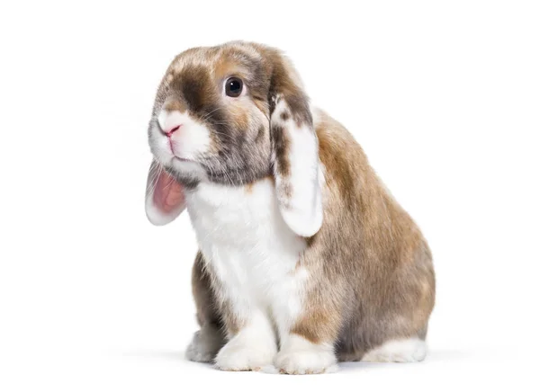 Cute Rabbit Looking Camera White Background Sitting White Background — Stock Photo, Image