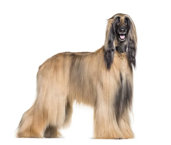 Afghan Hound Standing White Background — Stock Photo, Image