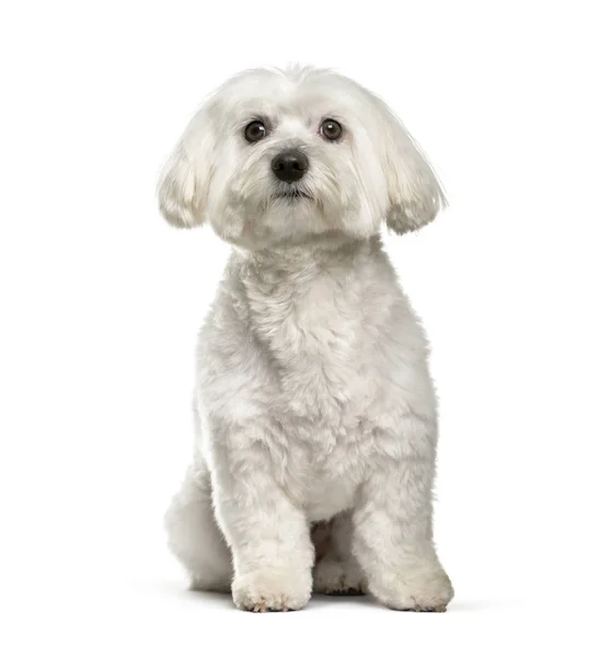 Maltese Hond Jaar Oud Zittend Tegen Een Witte Achtergrond — Stockfoto