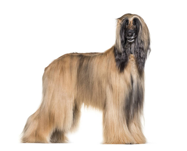 Afghan hound standing against white background