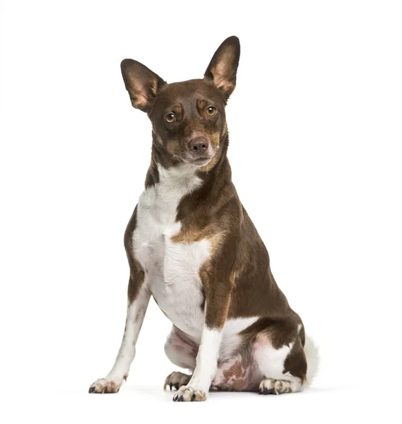 Boerenfox Hund Jahre Alt Sitzt Vor Weißem Hintergrund — Stockfoto