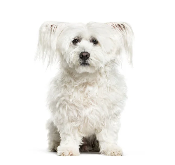 Cane Maltese Anni Seduto Sfondo Bianco — Foto Stock