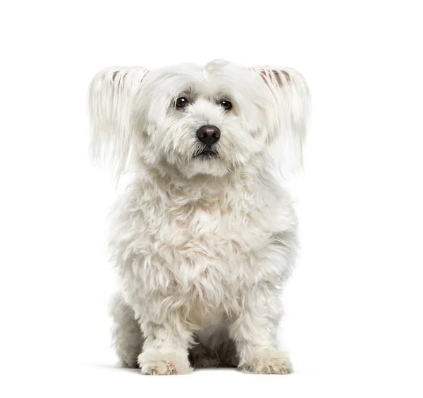 Maltese Dog Years Old Sitting White Background — Stock Photo, Image