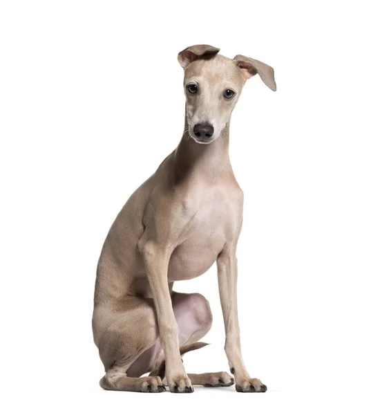Talyan Greyhound Köpek Yavrusu Yaşlı Beyaz Arka Planı Oturan — Stok fotoğraf