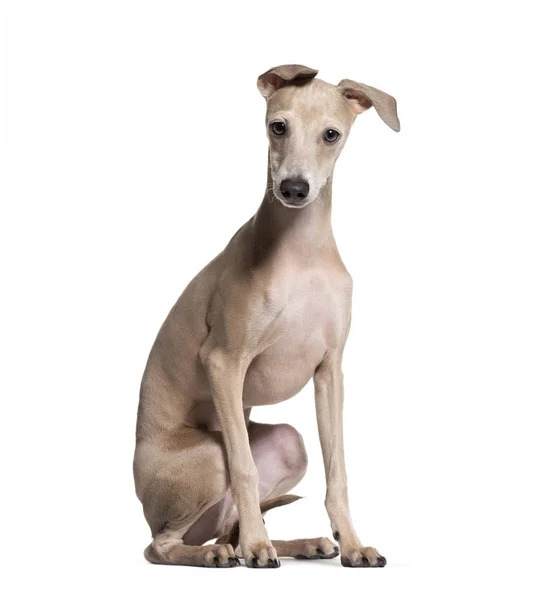 Cachorro Galgo Italiano Meses Sentado Sobre Fondo Blanco — Foto de Stock