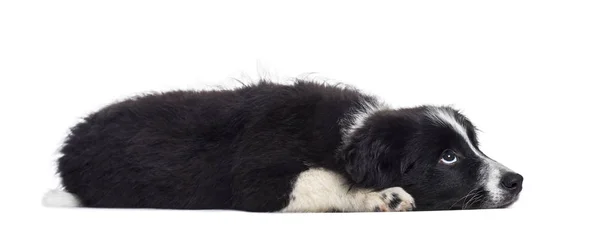 Border Collie Welpe Wochen Alt Vor Weißem Hintergrund — Stockfoto