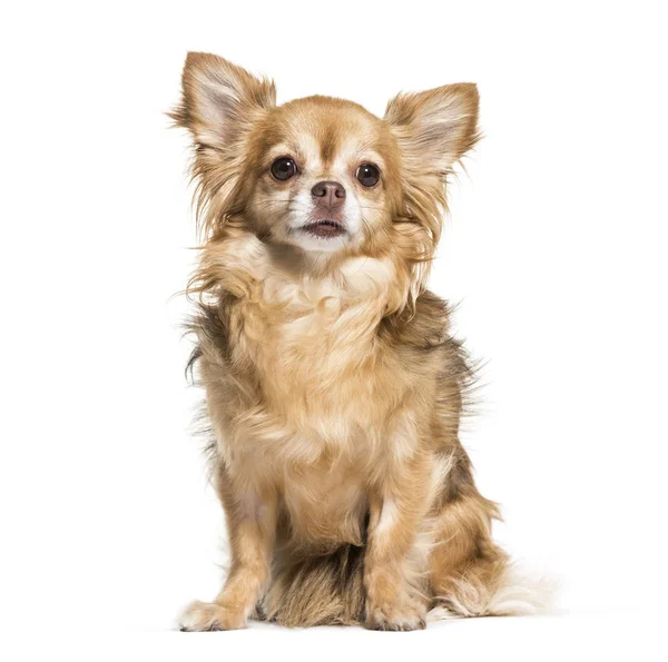 Chihuahua Hond Jaar Oud Zittend Tegen Een Witte Achtergrond — Stockfoto