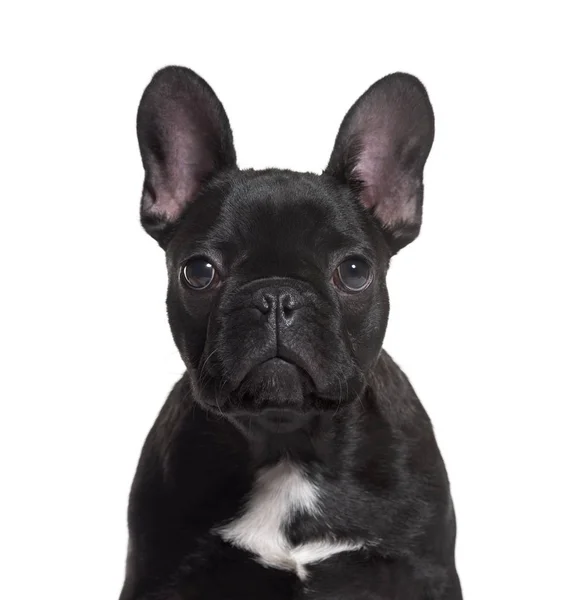 Fransk Bulldog Månader Gammal Mot Vit Bakgrund — Stockfoto